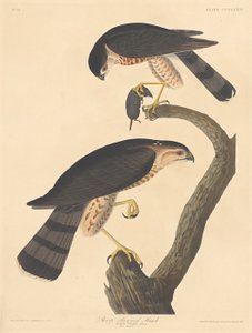 शार्प-शिंड हॉक, 1837। द्वारा रॉबर्ट हेवेल