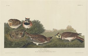 शोर लार्क, 1834। द्वारा रॉबर्ट हेवेल