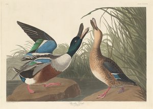 फावड़ा बतख, 1836। द्वारा रॉबर्ट हेवेल