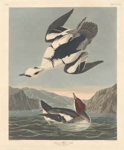 स्म्यू या व्हाइट नन, 1836। द्वारा रॉबर्ट हेवेल
