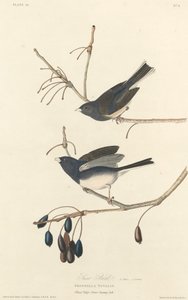 स्नो-बर्ड, 1827। द्वारा रॉबर्ट हेवेल