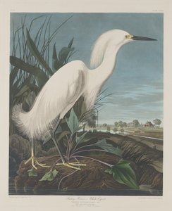 हिमाच्छन्न बगुला, या सफ़ेद बगुला, 1835।