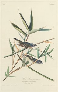 एकान्त फ्लाईकैचर, 1828। द्वारा रॉबर्ट हेवेल
