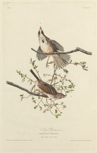 सॉन्ग स्पैरो, 1827। द्वारा रॉबर्ट हेवेल