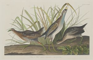 सोरा या रेल, 1834। द्वारा रॉबर्ट हेवेल