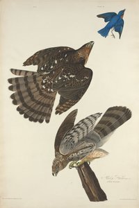 स्टेनली हॉक, 1828। द्वारा रॉबर्ट हेवेल