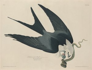 निगल-पूंछ हॉक, 1829। द्वारा रॉबर्ट हेवेल