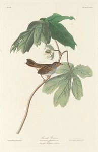दलदल गौरैया, 1829। द्वारा रॉबर्ट हेवेल