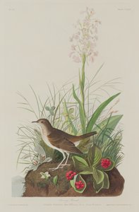 टैनी थ्रश, 1833। द्वारा रॉबर्ट हेवेल