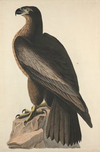 द बर्ड ऑफ वाशिंगटन या ग्रेट अमेरिकन सी ईगल, 1827।