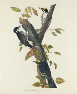 थ्री-टोड वुडपेकर, 1832। द्वारा रॉबर्ट हेवेल