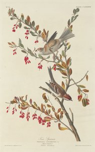 ट्री स्पैरो, 1834। द्वारा रॉबर्ट हेवेल