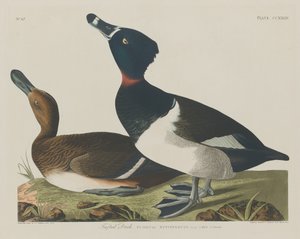 गुच्छेदार बतख, 1834। द्वारा रॉबर्ट हेवेल
