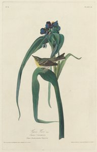 विगर्स वीरियो, 1828। द्वारा रॉबर्ट हेवेल