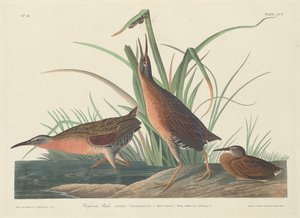 वर्जीनिया रेल, 1834। द्वारा रॉबर्ट हेवेल
