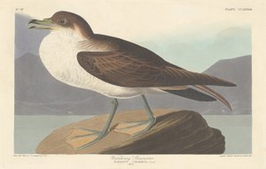 वांडरिंग शियरवॉटर, 1835। द्वारा रॉबर्ट हेवेल