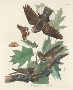 व्हिप-गरीब-विल, 1830। द्वारा रॉबर्ट हेवेल
