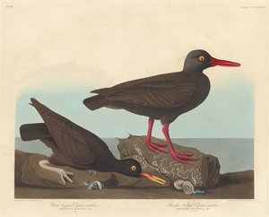 व्हाइट-लेग्ड ऑयस्टर-कैचर और स्लेंडर-बिल्ड ऑयस्टर-कैचर, 1838। द्वारा रॉबर्ट हेवेल