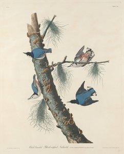 व्हाइट-ब्रेस्टेड ब्लैक-कैप्ड नटचैच, 1832। द्वारा रॉबर्ट हेवेल