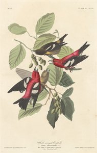 सफेद पंखों वाला क्रॉसबिल, 1837। द्वारा रॉबर्ट हेवेल