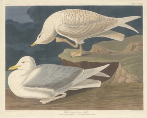 व्हाइट-विंग्ड सिल्वर गल, 1835। द्वारा रॉबर्ट हेवेल