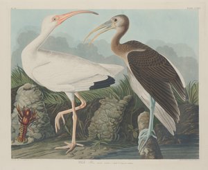 व्हाइट इबिस, 1834। द्वारा रॉबर्ट हेवेल