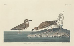 विल्सन प्लोवर, 1834। द्वारा रॉबर्ट हेवेल