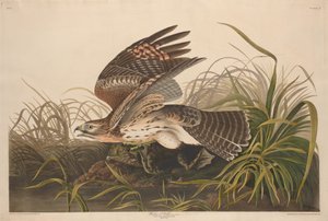 विंटर हॉक, 1829। द्वारा रॉबर्ट हेवेल