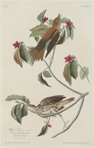 वुड थ्रश, 1829। द्वारा रॉबर्ट हेवेल