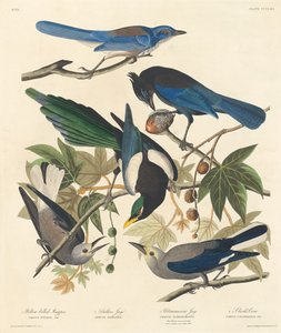 येलो-बिल्ड मैगपाई, स्टेलर्स जे, अल्ट्रामरीन जे और क्लार्क्स क्रो, 1837।