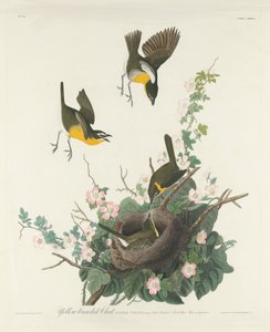 येलो-ब्रेस्टेड चैट, 1832। द्वारा रॉबर्ट हेवेल