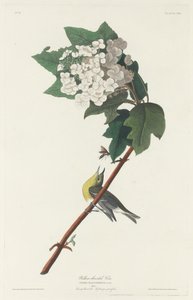 पीले गले वाला वीरो, 1831। द्वारा रॉबर्ट हेवेल