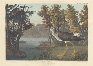 पीला शंक, 1836। द्वारा रॉबर्ट हेवेल