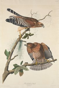 लाल कंधों वाला बाज़