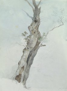 ट्री स्टडी, c.1800-05 (wc ओवर ग्रेफाइट पेपर पर) द्वारा रॉबर्ट हिल्स
