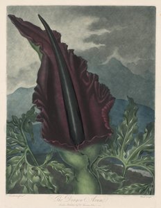 ड्रैगन आरम, ब्लैक कैला या सोलोमन लिली, 1799-1807।