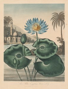 फ्लोरा का मंदिर, या गार्डन ऑफ़ नेचर: ब्लू मिस्री वाटरलिली, 1804।