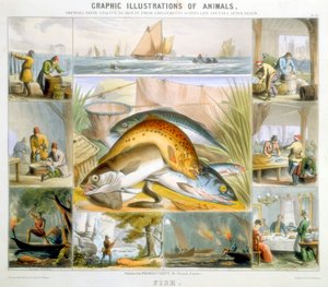 मछली, c1850