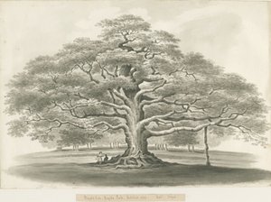 ब्लिथफील्ड - बगोट "ओक: सेपिया स्केच, 1833