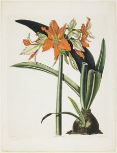 Amaryllis fulgida (स्ट्राइप्ड-ट्यूबेड Amaryllis), 1831-34 (उत्कीर्णन के साथ एक्वाटिंट, रंग में मुद्रित और हाथ से रंगीन)
