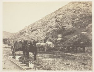 मवेशी और गाड़ियाँ, 1855 में बालाक्लाव को छोड़कर। द्वारा रोजर फेंटन