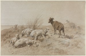 भेड़ द्वारा गुलाबी बोनहूर