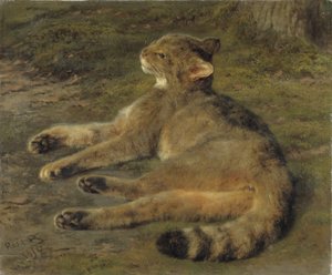 जंगली बिल्ली, 1850