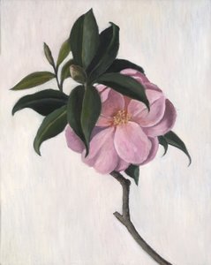 कैमेलिया, 1998