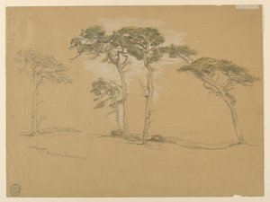 विंडब्लाऊन पाइंस, पैसिफ़िक ग्रोव। वर्सो: प्वाइंट सूर तक प्रशांत तट सड़क। द्वारा सैमुअल कॉलमैन