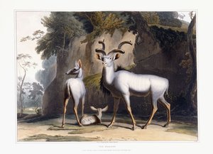 कुडू, 1804 द्वारा सैमुअल डेनियल