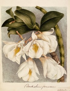 Cymbidium सुंदर c.1839 (पानी के रंग) द्वारा सैमुअल होल्डन