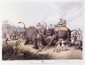 द डेड टाइगर; बाघ की मृत्यु, 1807