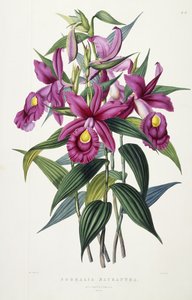 सोब्रालिया मैक्रांथा, c.1837-43