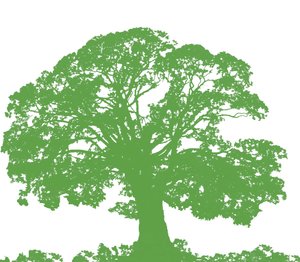 क्लाइम्बिंग ट्री, 2009 (डिजिटल) द्वारा सारा हफ़